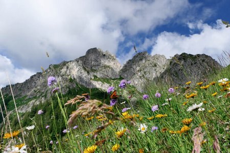 Bergwiese mit Gipfel im Hintergrund