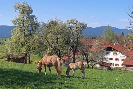 Im Hintergrund ein Bauernhof und im Vordergrund eine Weide mit 2 Pferden.