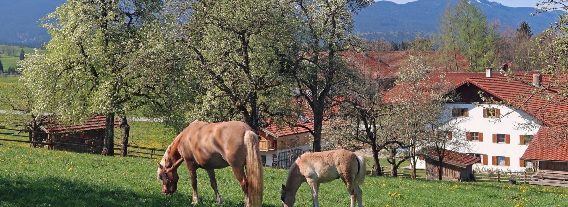 Im Hintergrund ein Bauernhof und im Vordergrund eine Weide mit 2 Pferden.