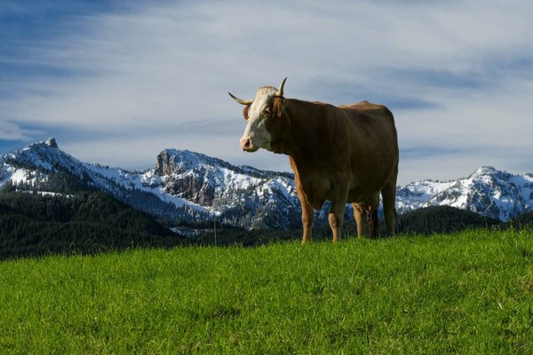 Eine Kuh auf der grünen Weide. Im Hintergrund verschneite Berge.